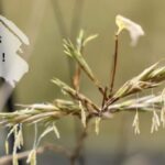 120年に1度咲く花と髪の人生観