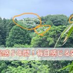 美髪の実感５年間！毎日感じる効果とは