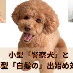 小型「警察犬」と小型「白髪の」出始め対策