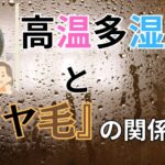 50代の『パヤ毛』の悩み『原因』と『対策』とは？